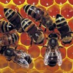 centre-ville se meut