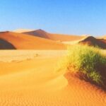 desert