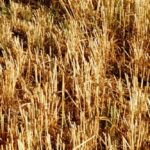 La loi alimentation comme aliénation du monde agricole loi alimentation egalim