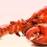 L’aimant du homard est bien trop fort homard