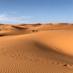 Canva - Green Grasses on Sahara Desert