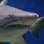 Les requins sont entrés en Mer Noire shark-674867_640