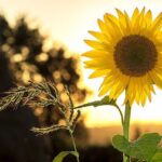 L’huile de tournesol et la farine sunflower-1127174_640