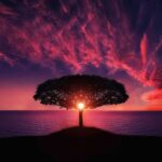 Non, le soleil ne se couche jamais tree-g0a929f673_1280