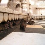 Les rats quittent le navire 18 TVA RATS