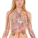 anatomy-254120_1280