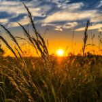 wheat-2391348_1280