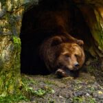 Il ne faut jamais réveiller l’ours qui dort bear-6735307_1280