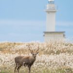 Lecornu, un cerf dans un tunnel deer-9214838_1280